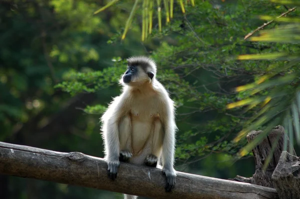 Close up of Monkey on the Tree — Stock Photo, Image