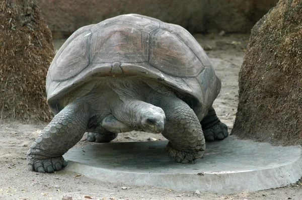 Skildpadde i zoologisk have - Stock-foto