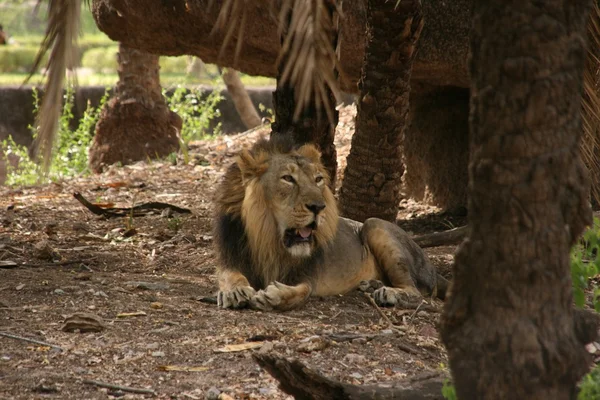 León macho Relajándose en el zoológico — Foto de Stock