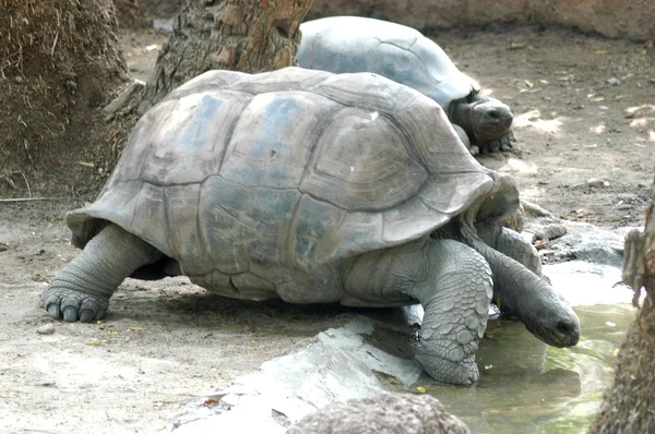 Tortoise in the Zoo — Stock Photo, Image