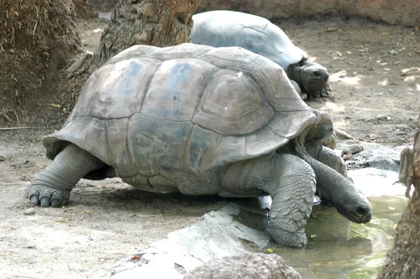 Skildpadde i zoologisk have - Stock-foto