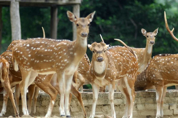 Cerfs debout dans la forêt — Photo