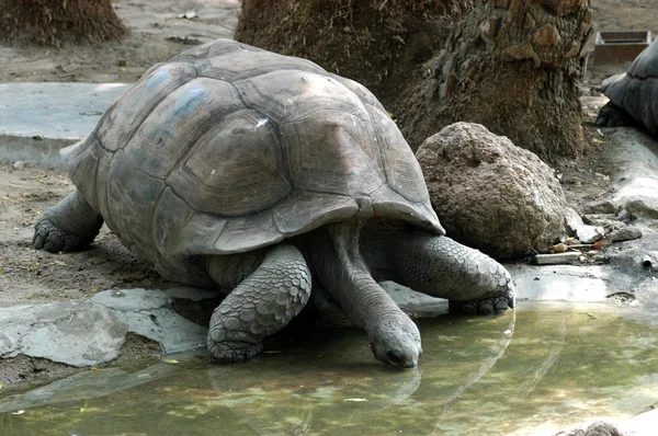 Skildpadde i zoologisk have - Stock-foto