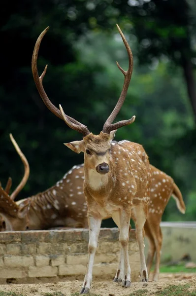 Cerfs debout dans la forêt — Photo