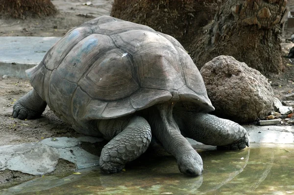 Skildpadde i zoologisk have - Stock-foto