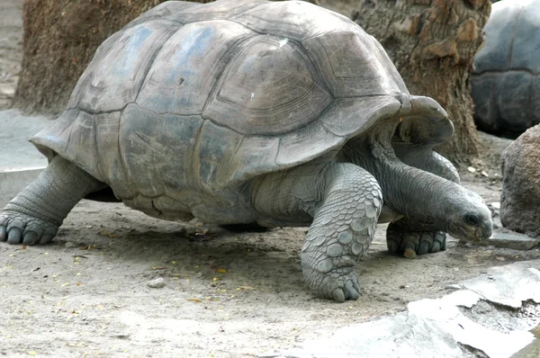 Skildpadde i zoologisk have - Stock-foto