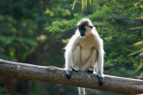 Gros plan de Singe sur l'arbre — Photo