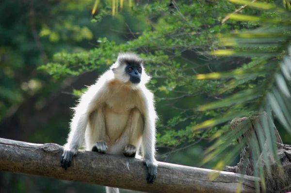 Close up of Monkey on the Tree — Stock Photo, Image