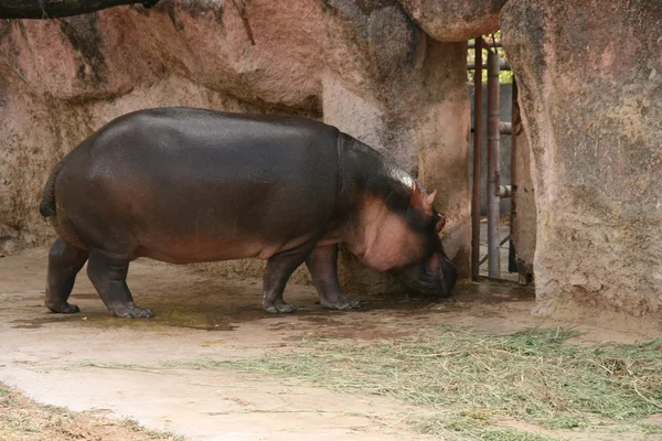 Noshörning (Ceratotherium simum) utgör — Stockfoto