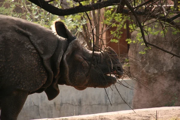 Rinoceronte (Ceratotherium simum) Poses — Foto de Stock