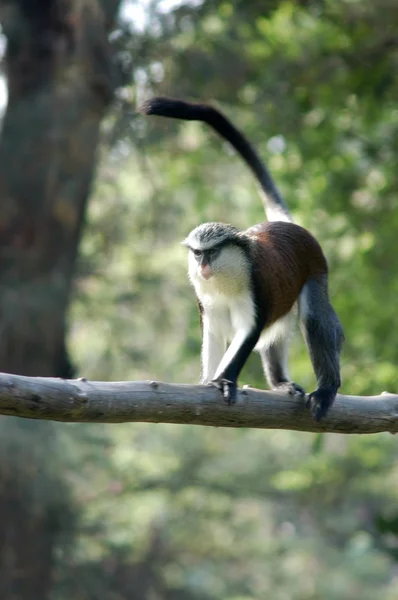 Close up of Monkey on the Tree — Stock Photo, Image