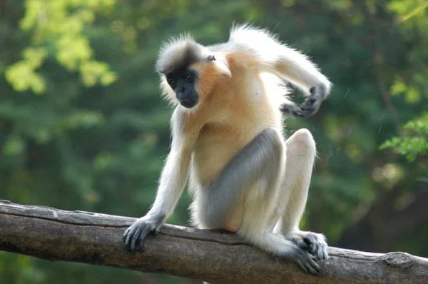 Close up of Monkey on the Tree — Stock Photo, Image