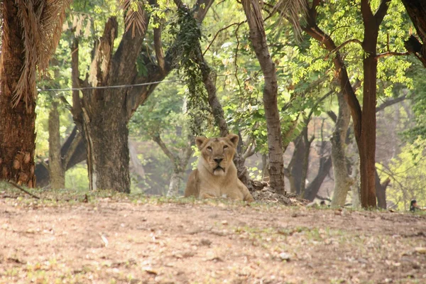 León macho Relajándose en el zoológico —  Fotos de Stock