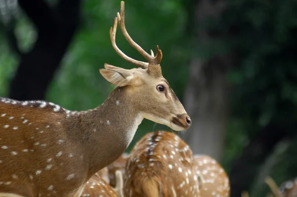 Deer standing in the forest — Stock Photo, Image