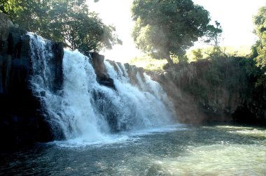 Mikro kadar yakın çekim yapraklar
