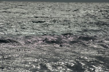 Mikro kadar yakın çekim yapraklar