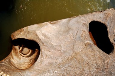 Su yosunlu kayaların arasından akıyor.