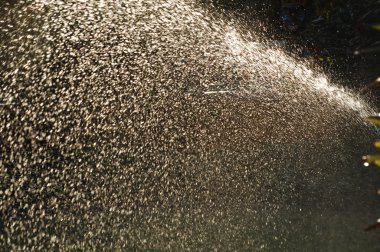 Mikro kadar yakın çekim yapraklar