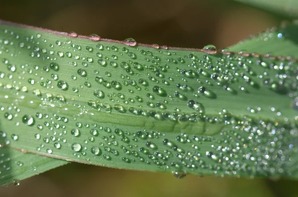 Gota de água de perto — Fotografia de Stock