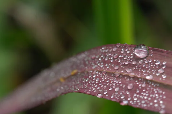 Gota de agua de cerca — Foto de Stock