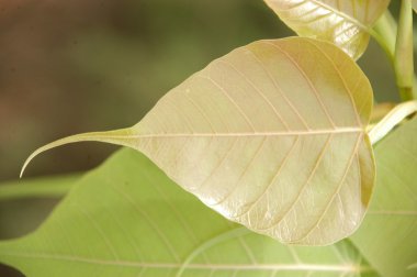 Mikro kadar yakın çekim yapraklar