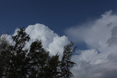 Mikro kadar yakın çekim yapraklar