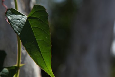 Mikro kadar yakın çekim yapraklar