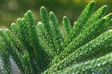 Mikro kadar yakın çekim yapraklar