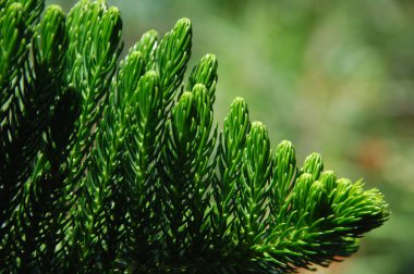 Mikro kadar yakın çekim yapraklar