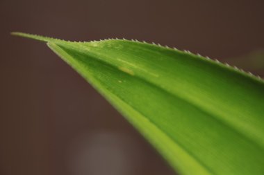 Mikro kadar yakın çekim yapraklar