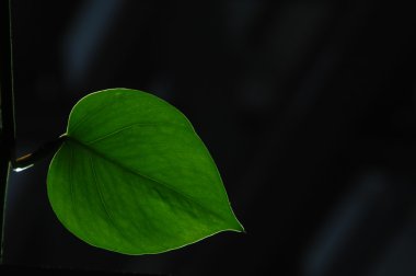 Mikro kadar yakın çekim yapraklar