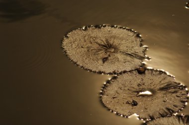 Mikro kadar yakın çekim yapraklar