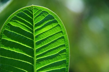 Mikro kadar yakın çekim yapraklar