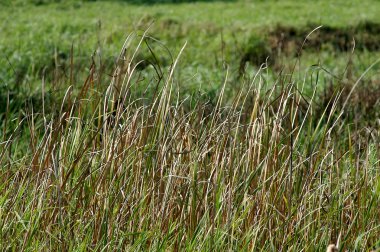 Mikro kadar yakın çekim yapraklar