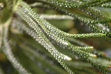 Mikro kadar yakın çekim yapraklar