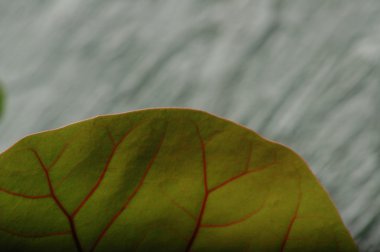 Mikro kadar yakın çekim yapraklar