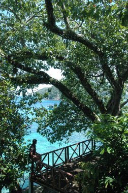 Mikro kadar yakın çekim yapraklar