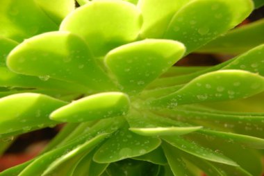 Mikro kadar yakın çekim yapraklar