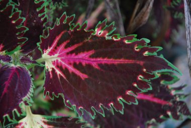 Mikro kadar yakın çekim yapraklar