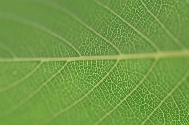 Mikro kadar yakın çekim yapraklar