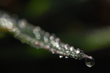 Mikro kadar yakın çekim yapraklar