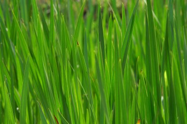 Mikro kadar yakın çekim yapraklar