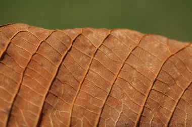 Mikro kadar yakın çekim yapraklar