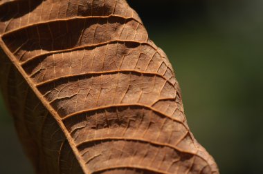 Mikro kadar yakın çekim yapraklar