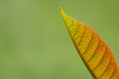 Mikro kadar yakın çekim yapraklar