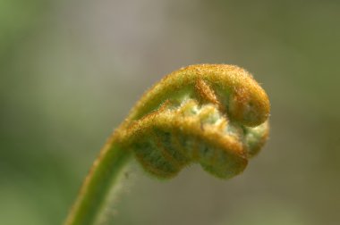 Mikro kadar yakın çekim yapraklar