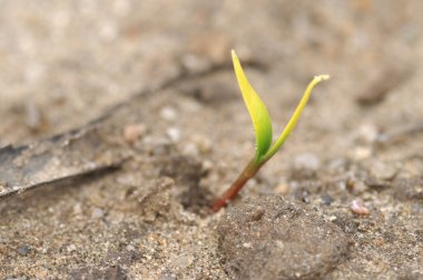 Mikro kadar yakın çekim yapraklar