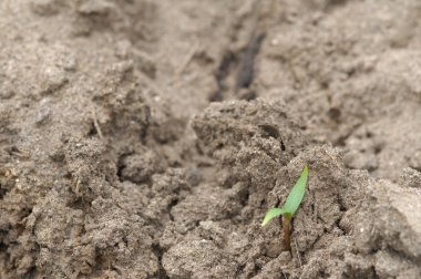 Mikro kadar yakın çekim yapraklar