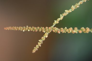 Mikro kadar yakın çekim yapraklar