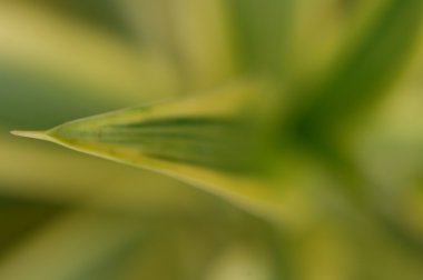 Mikro kadar yakın çekim yapraklar